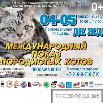 Международный показ породистых кошек 4-5 декабря