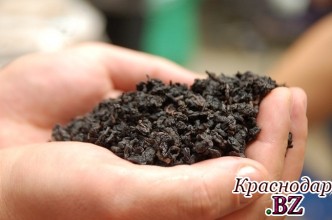 Уникальный сорт чая вывели селекционеры Краснодарского края