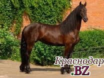 В Краснодарском крае пройдут испытания племенных лошадей