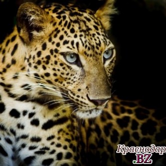 Диких леопардов в Сочи готовятся выпустить на природу