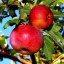 Вместо кукурузы в Каминнводах посадят яблони