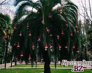 В парке "Ривьера" украсили пальмы новогодними игрушками