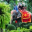 В Таиланде слон убил английского туриста