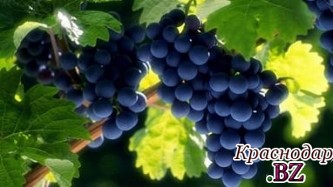 Новороссийск планирует открытие центра винного туризма