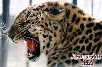 Туристы опасаются ехать в Сочи из-за леопардов