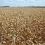 Кубанская пшеница поможет Сирии