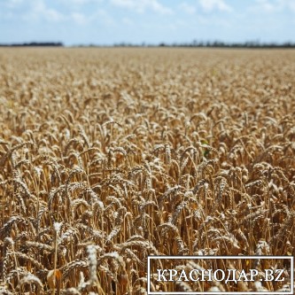 Кубанская пшеница поможет Сирии