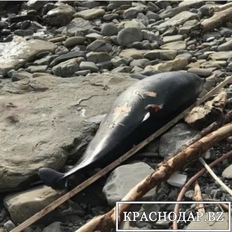 ​ Возле Новороссийска обнаружены тела двух дельфинов