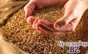 Первый урожай зерна в Краснодарском крае составил миллион тонн