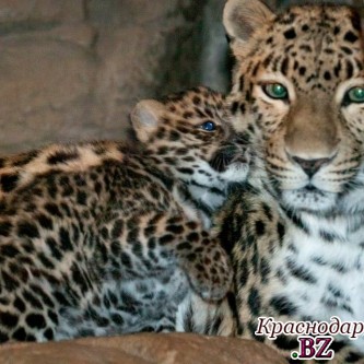 Трех переднеазиатских леопардов выпустят на свободу