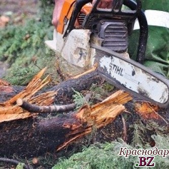 В Сочи, мужчина спилил на дрова 20 редких деревьев