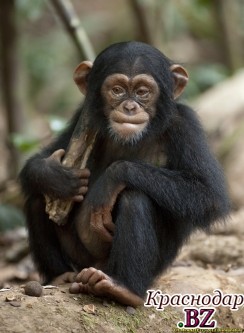 Шимпанзе поклоняются дереву