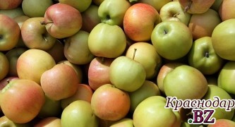 В Польше фермеры бесплатно раздают яблоки, попавшие под российские санкции