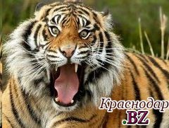 В зоопарке Барнаула тигр нанес увечья школьнице