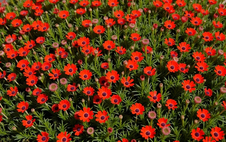 Уникальные степи Кубани под угрозой распашки Уникальные степи Кубани под угрозой распашки