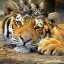 Прирост популяции тигров в Индии