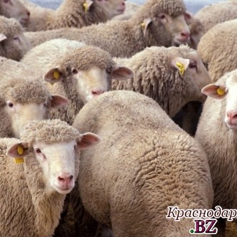 На Ставрополье злоумышленники похитили овец на 1 млн рублей