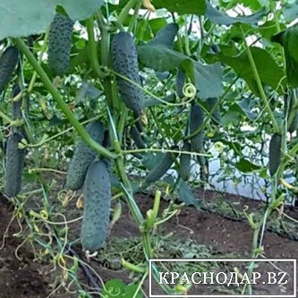 Выращивание овощей в КЧР