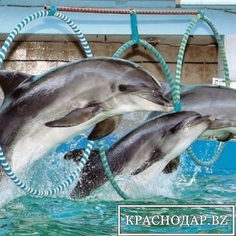 В Грозном будет дельфинарий