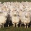 Овцы заблокировали дорогу