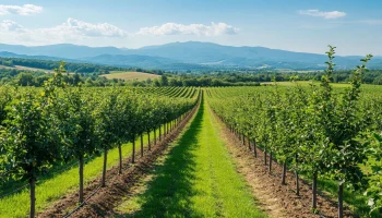 На развитие садоводства Кубани в 2026 году направили более 1,2 млрд рублей На развитие садоводства Кубани в 2026 году направили более 1,2 млрд рублей