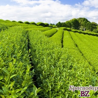Продвижение брэнда «краснодарский чай» потребует инвестиций