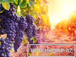 Развитие винного туризма в Крыму и Краснодарском крае увеличит оборот российской туротрасли