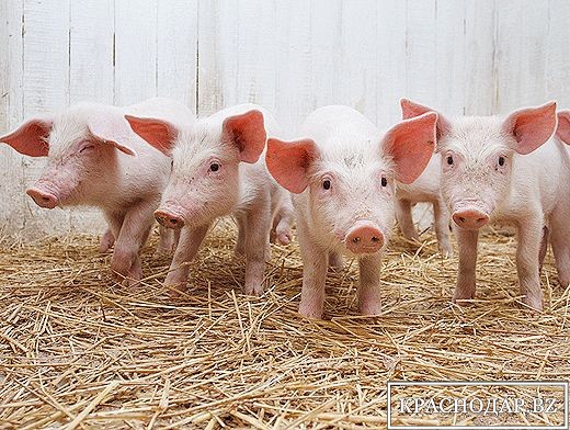 Внутреннее потребление свинины продолжит расти