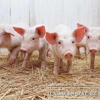 Внутреннее потребление свинины продолжит расти