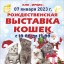 Рождественская выставка кошек 7 января 2023 года