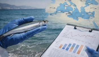 Ученый РАН раскрыл аномалии в росте черноморской хамсы Ученый РАН раскрыл аномалии в росте черноморской хамсы