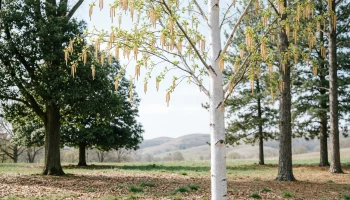 Весенняя аллергия началась раньше обычного: ольха уже пылит, цветение берёзы может сдвинуться на апрель. Весенняя аллергия началась раньше обычного: ольха уже пылит, цветение берёзы может сдвинуться на апрель.
