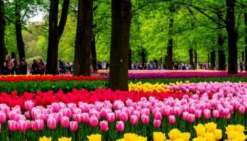 Весемь из девяти: «Тюльпаномагия» сохранила интригу Весемь из девяти: «Тюльпаномагия» сохранила интригу